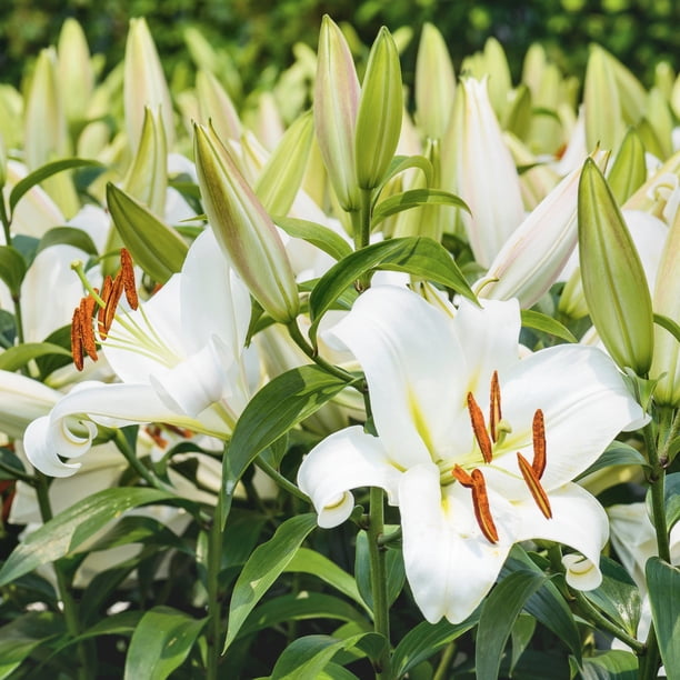 National Plant Network Lily Casa Blanca Bulbs (5-Pack) - Walmart