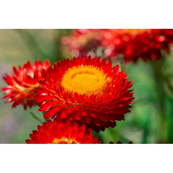 100 Red FIRE BALL STRAWFLOWER Helichrysum Monstrosum Flower Seeds