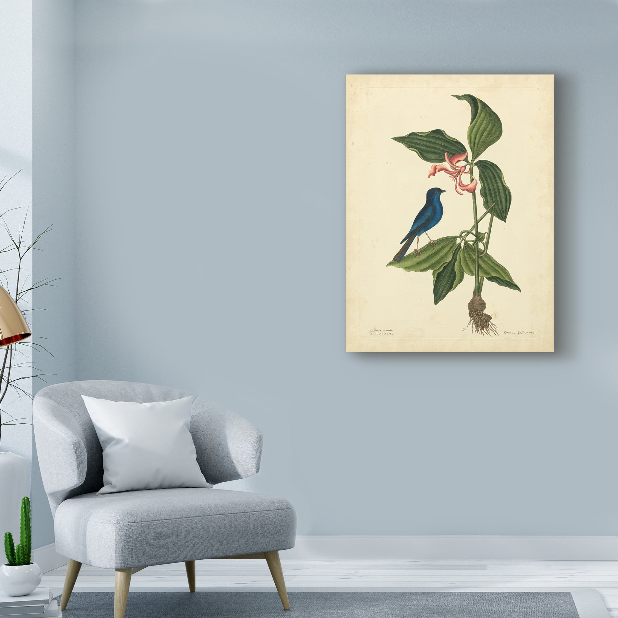 Trademark Fine Art 'Catesby Bird And Botanical IV' Canvas Art by Mark Catesby