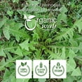 thumbnail image 2 of Organic Way Dandelion Leaf Whole (Taraxacum officinale) - European Wild-Harvest | Organic & Kosher Certified | Raw, Vegan, Non GMO & Gluten Free | USDA Certified | Origin - Albania (1/2 lbs / 8 oz), 2 of 6