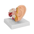 thumbnail image 2 of Modelo de Anatomía del Oído Humano Ecomeon PVC, 2 of 5