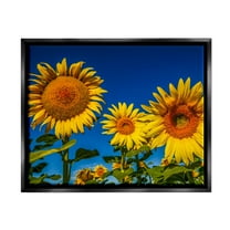 Stupell Industries Bold Sunflower Plants Against Clear Sunny Sky Photograph Jet Black Floating Framed Canvas Print Wall Art, Design by Steve Smith