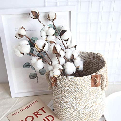 Natural Dried Cotton Stems with Bolls, 8 Pack of Floral Stems for Vase Fillers, Fall Home Decor, DIY Crafts and Rustic Floral Arrangements