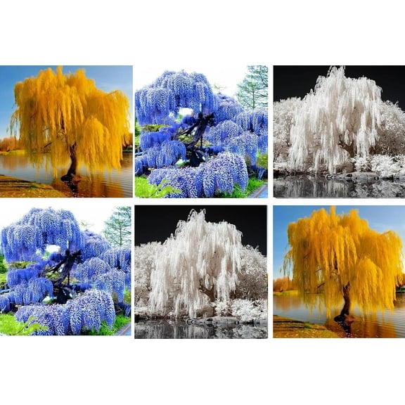 Colorful Weepers 6 Plant Packet, 2 Weeping Willow Cuttings, 2 Wisteria Seedlings and 2 White Willow Cuttings, Grow 6 Colorful Plants