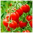 thumbnail image 2 of Everwilde Farms - 1/4 lb Riesentraube Heirloom Tomato Seeds - Gold Vault Bulk Seed Packet, 2 of 3