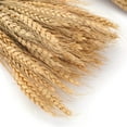thumbnail image 3 of AURORA TRADE 25 Stems 19.69 Inch Dried Wheat Sheaves, Natural Wheat Stalks Bundle Fall Arrangement for DIY Craft, Home Table, Wedding, Indoor, 3 of 8