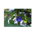 thumbnail image 4 of SEEDS == 20 Seeds - Blue Butterfly Pea -20 Seeds -Tropical Plant- Perfect for Trellis -Groundcover - Serendipity Seeds, 4 of 5