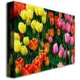 thumbnail image 2 of Trademark Art "Multi-Colored Tulips" Canvas Art by Kurt Shaffer, 2 of 2