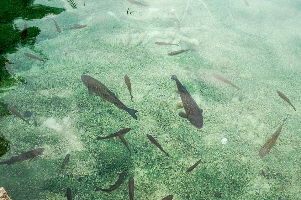 Poster 24/" x 16/" Fish Water