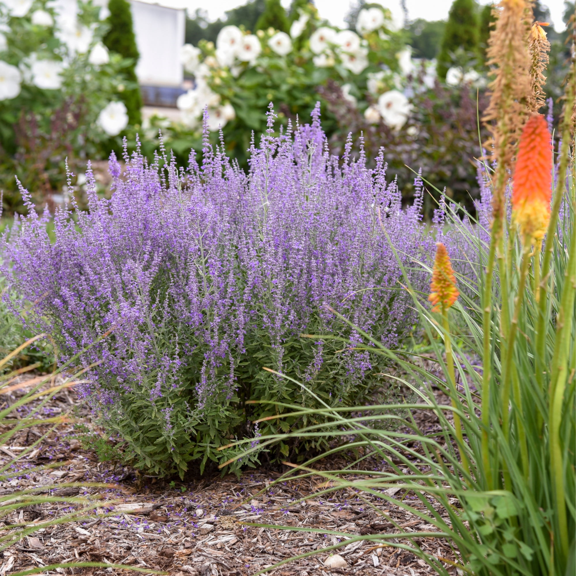 Proven Winners 6" Purple 'Sage Advice' Russian Sage Live Plant in 6.5" Pot
