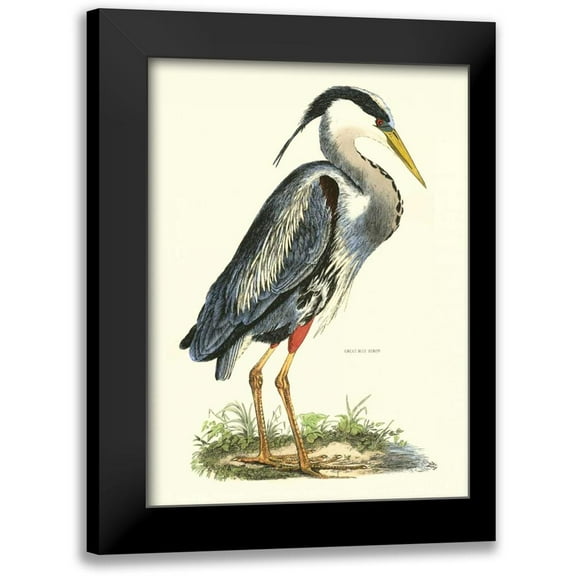 Selby, John 11x14 Black Modern Framed Museum Art Print Titled - Great Blue Heron