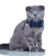 thumbnail image 4 of Laklulu - Paquete de 2 collares para gatos con pajarita y cascabel, collar para gatitos personalizado, 4 of 5