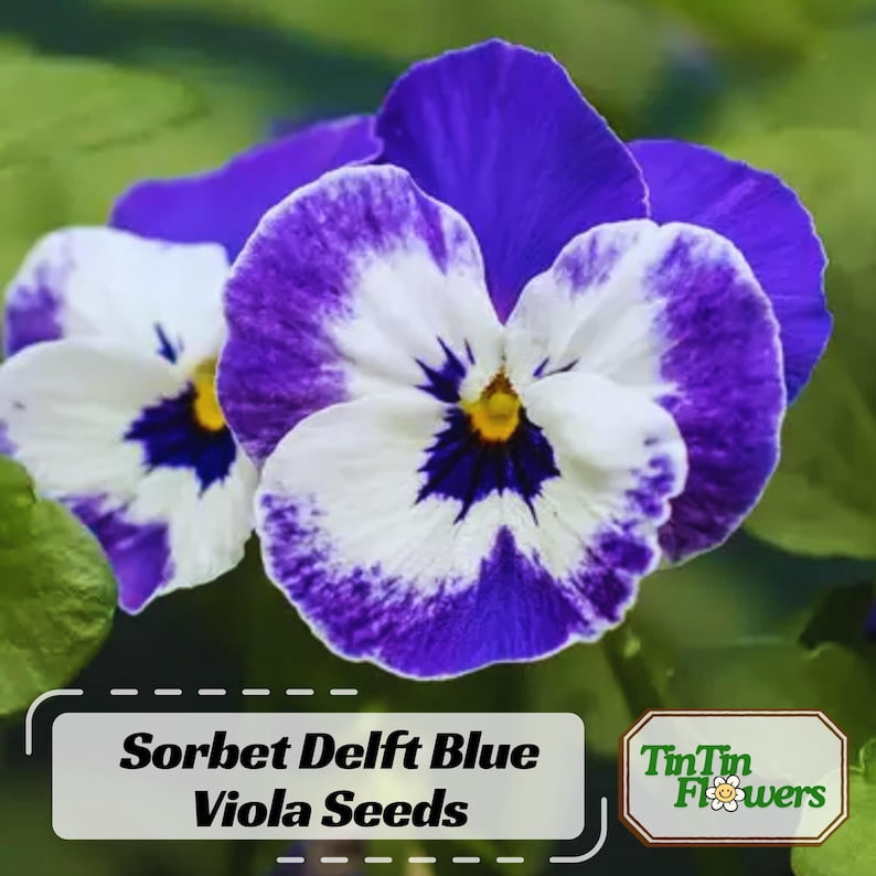25 Sorbet Delft Blue Viola Seeds - Cold, Self-Pollinating, Draft, for Late Summer/Spring Planting