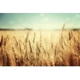 thumbnail image 3 of Wheat Cover Crop Seeds | Made in USA (2 Pounds), 3 of 3