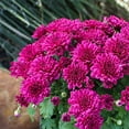 thumbnail image 4 of (2 pack) Expert Gardener 3.0QT Purple Mum Live Plant in Grower Pot Full Sun, 4 of 6