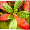 thumbnail image 1 of Great Art Now Tis the Season by Jessica Manelis, Canvas Wall Art, 24W x 24H, 1 of 2