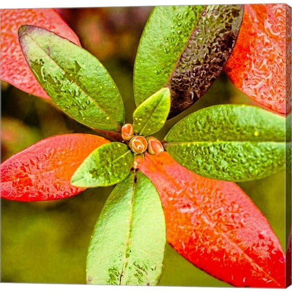 Great Art Now Tis the Season by Jessica Manelis, Canvas Wall Art, 24W x 24H
