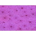 thumbnail image 1 of Ahgly Company Machine Washable Indoor Rectangle Transitional Fuchsia or Magenta Purple Area Rugs, 8' x 10', 1 of 7