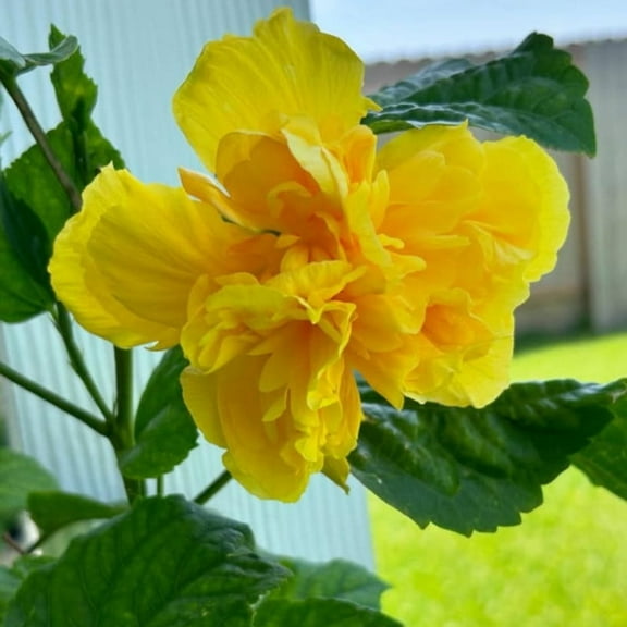 Yellow Double Hibiscus Plant 6 Inches, Hardy Hibiscus Perennial Plant for Garden