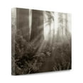 thumbnail image 2 of Tangletown Fine Art Light Rays by Dennis Frates Poster Frame - 21 x 29 x 1.5 in., 2 of 2
