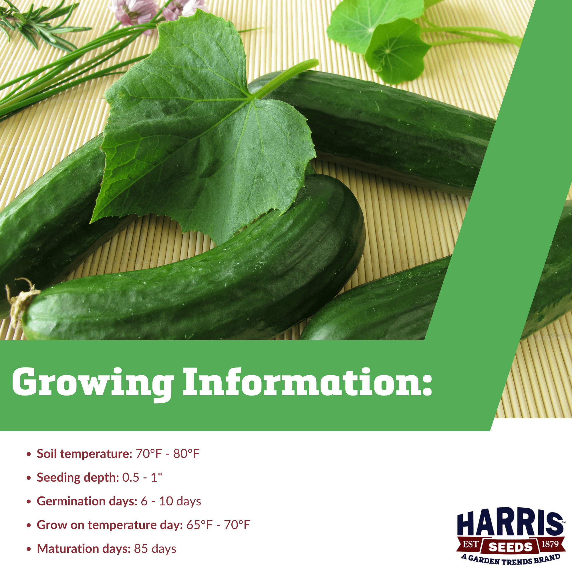Harris Seeds Mini-Me Organic Cucumber, Non-GMO Mini Variety for Garden and Greenhouse, 250 Count