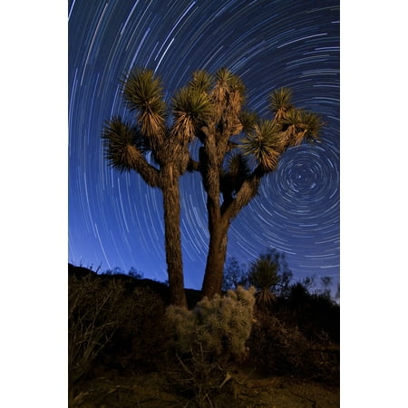 A Joshua tree against a backdrop of star trails California Canvas Art - Dan BarrStocktrek Images (12 x