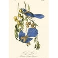 thumbnail image 2 of Audubon, John James 11x14 Gold Ornate Wood Framed with Double Matting Museum Art Print Titled - Audubon Florida Jays, 2 of 4