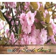 thumbnail image 3 of 10 Pink Cloud Oriental Sweet Prunus Serrulata Flower Plant Seeds, 3 of 5