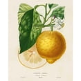 thumbnail image 3 of Risso, A. 15x18 Black Modern Framed Museum Art Print Titled - French Lemon Botanical I, 3 of 5