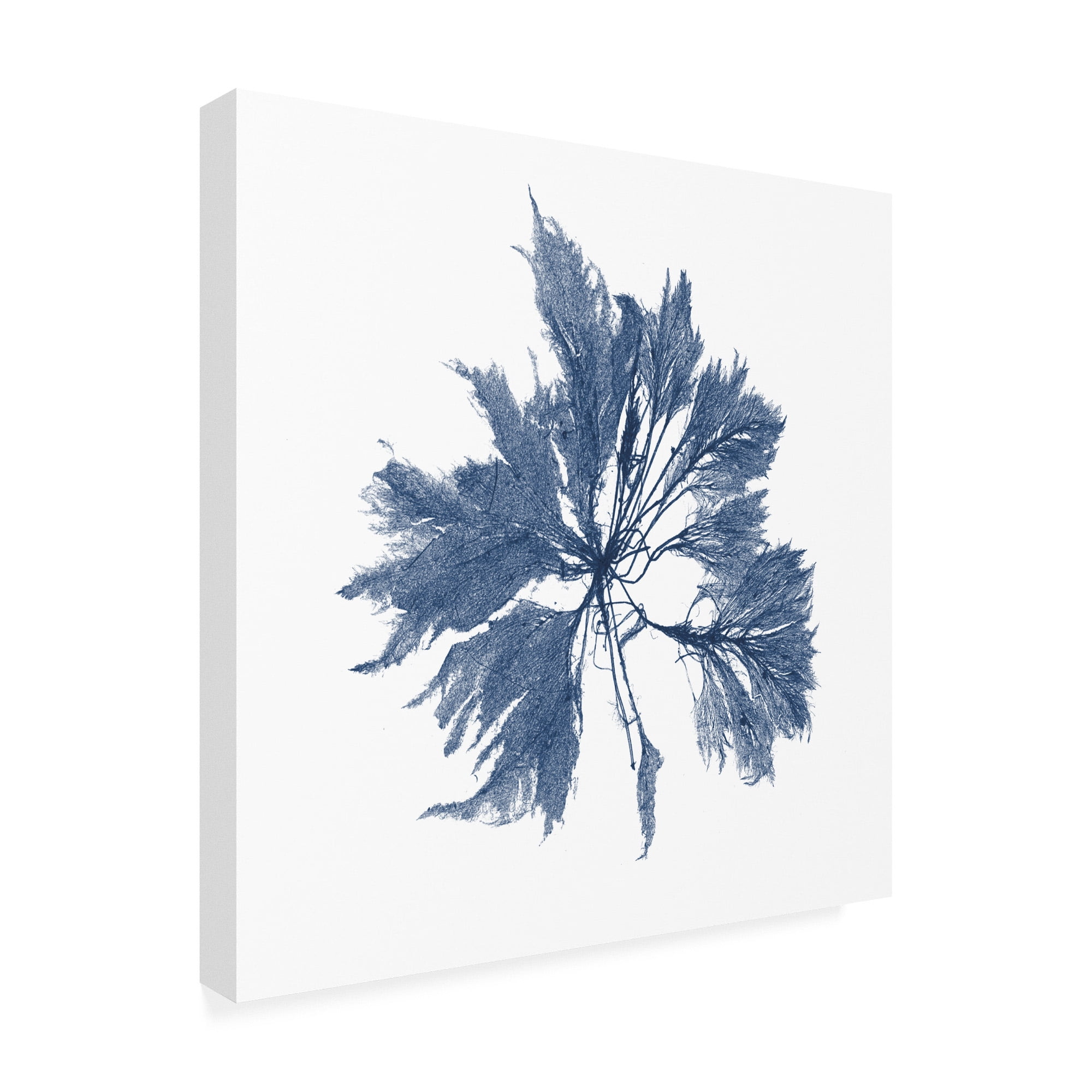 Trademark Fine Art 'Navy Seaweed I' Canvas Art by Vision Studio