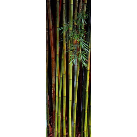 Close-Up of Bamboos, Kanapaha Botanical Gardens, Gainesville, Florida, USA Print Wall