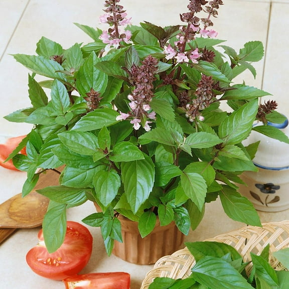 Basil Seeds - Cinnamon Basil Herb Seed - 10000 Seeds