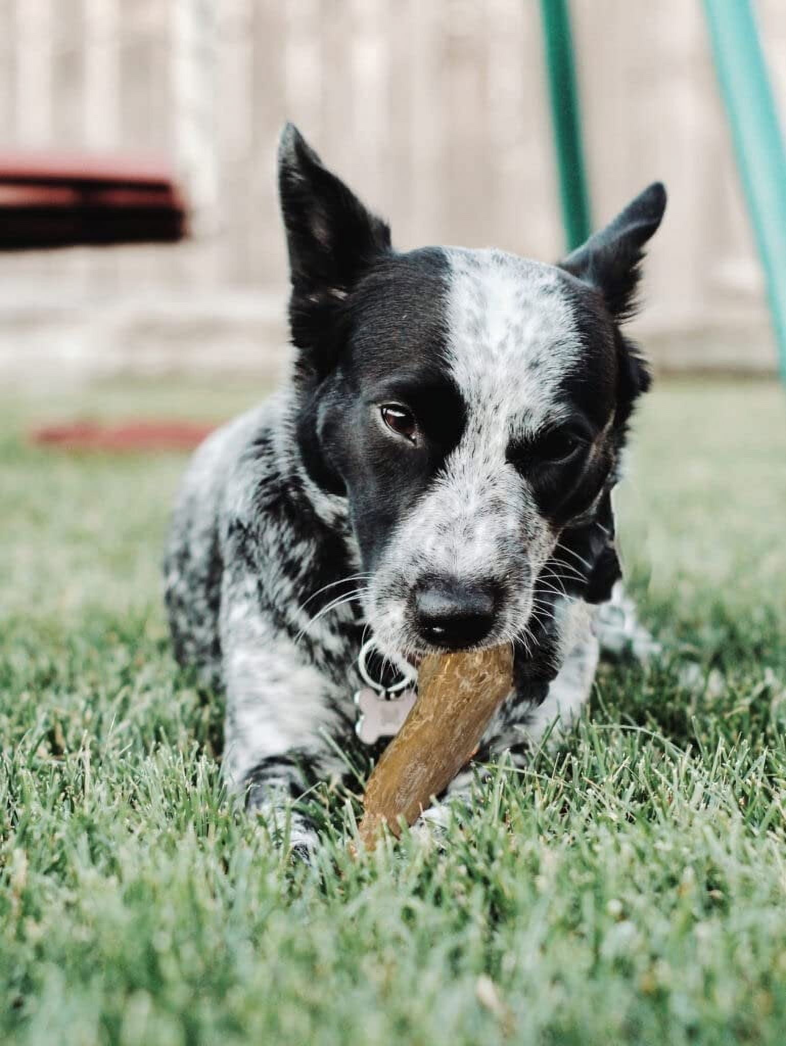 SPOT by Ethical Products - Coffee Wood Dog Chews Toy  100% Natural Sustainably Sourced  Handmade Durable Toy for Aggressive Chewers and Puppies a Great Puppy Teething Toy Fetch Toy - Extra-Large