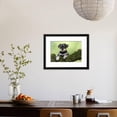thumbnail image 4 of Miniature Schnauzer Puppy 6 Weeks Old on a Mossy Log, Animals Framed Art Print Wall Art Sold by Art.Com, 4 of 6
