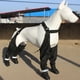 thumbnail image 2 of Bota para perros Methold con tirantes negro XL, 2 of 6
