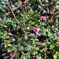 thumbnail image 4 of Fuchsia, Lottie Hobby - Pot Size: 3in (2.6x3.5in) - Shade Plants, 4 of 8
