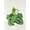 8_POTHOS_SILVER.SPLASH, variant on Scindapsus Pictus 'Exotica' Pothos - Live Air-Purifying Indoor Plant in Nursery Pot – Easy Care, Low Maintenance Houseplant for Home & Office Decor, Natural Air Cleaner, Best for Beginners (4"Pot)