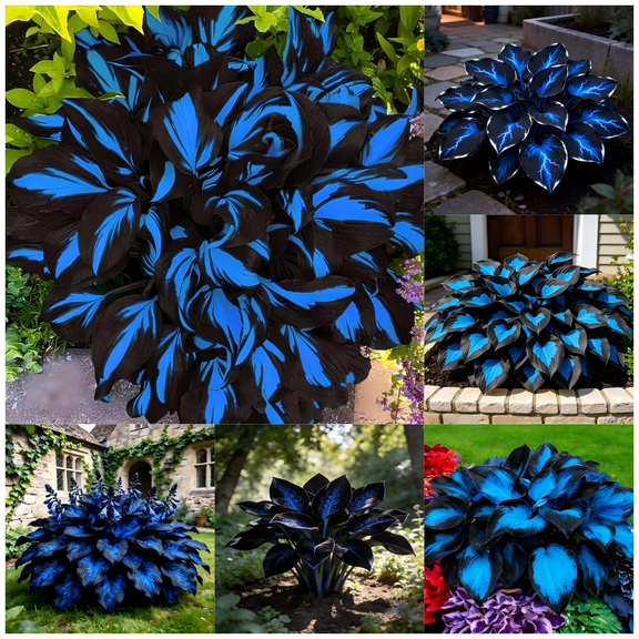 (H-osta) easy for Garden,Ideal for Beds ,Borders, Plant Pots & Planters