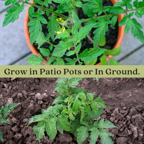 Heirloom Pineapple Tomato Plants | Two Live Garden Plants | Non-GMO,  Indeterminate, Disease Resistant - Walmart Business Supplies