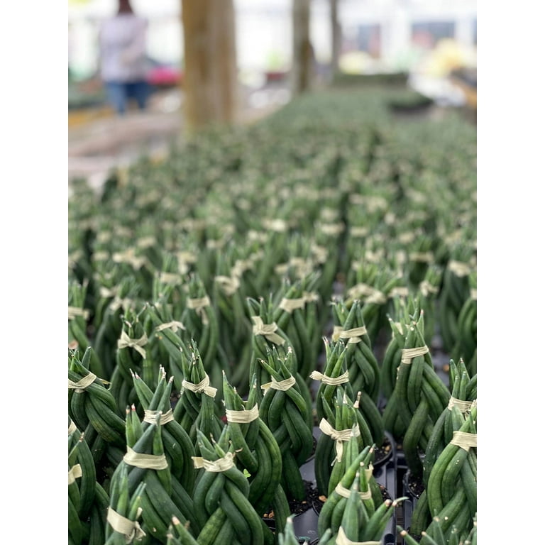 Florida House Plants Braided African Spear Plant, Dracaena Angolensis, 2  Inch Pot, Low Maintenance, Indoor Succulent - Walmart.com