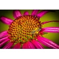 thumbnail image 2 of Jaynes Gallery 18x13 Gold Ornate Wood Framed with Double Matting Museum Art Print Titled - USA-Colorado-Fort Collins Honey bee on echinacea flower, 2 of 4