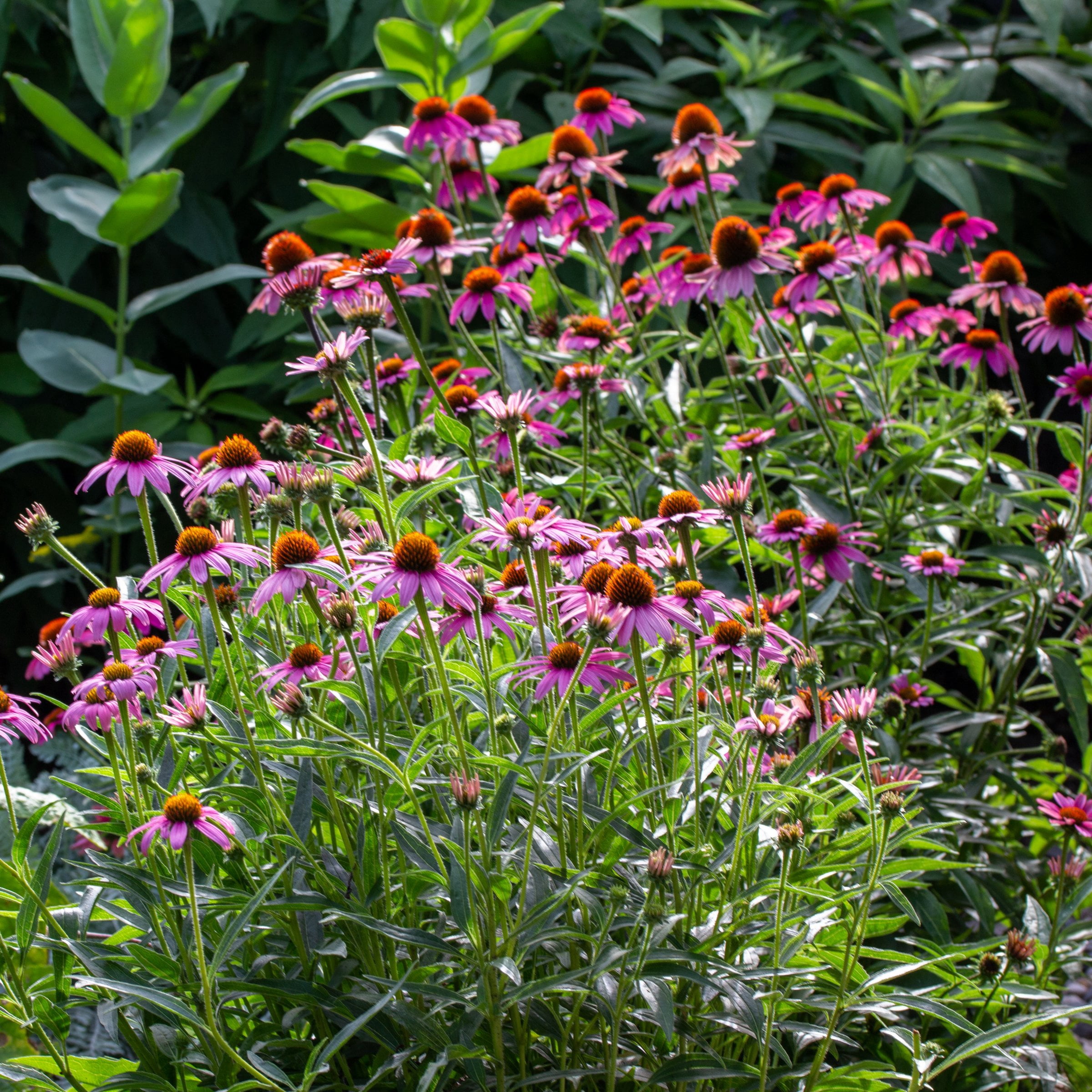 National Plant Network 1 gal. Coneflower Echinacea Purple Perennial Plant (8-Pack)