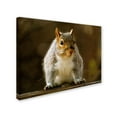 thumbnail image 3 of Trademark Fine Art "Smiling Squirrel" Canvas Art by Lois Bryan, 3 of 4