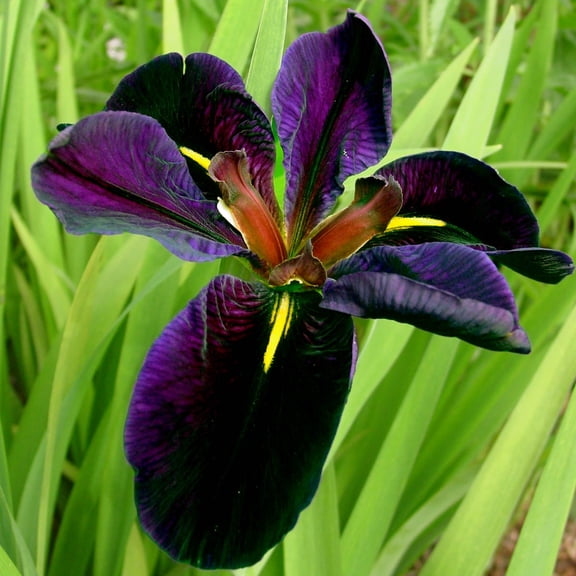Puple Flowering Black Gamecock Louisiana Iris Dormant Bare Root Perennial Plants, 3-Pack