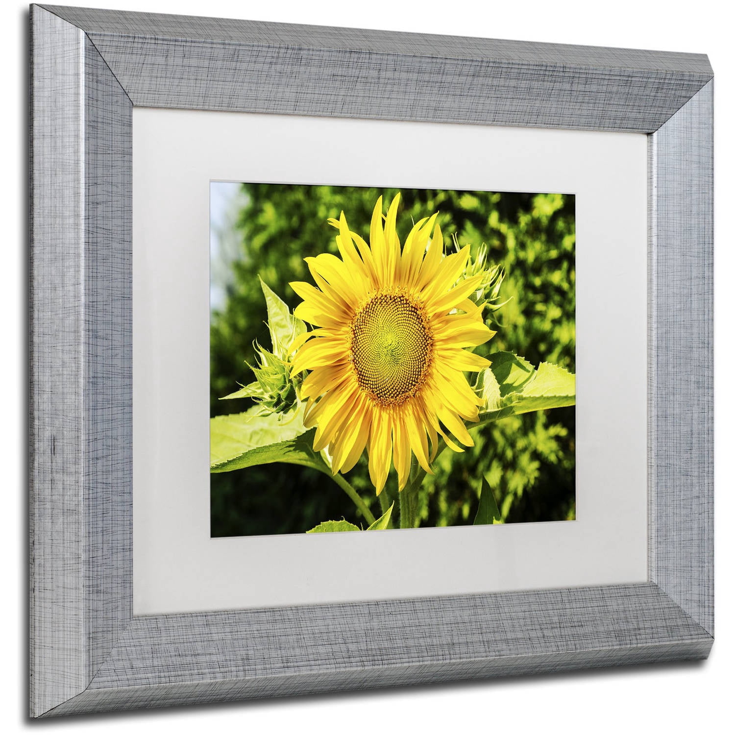 Trademark Fine Art "Just a Sunflower" Canvas Art by Kurt Shaffer, White Matte, Silver Frame