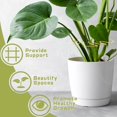 thumbnail image 2 of Anillo Apoyo STEM 6pcs Monstera Support para El Crecimiento Próspero (oro), 2 of 9