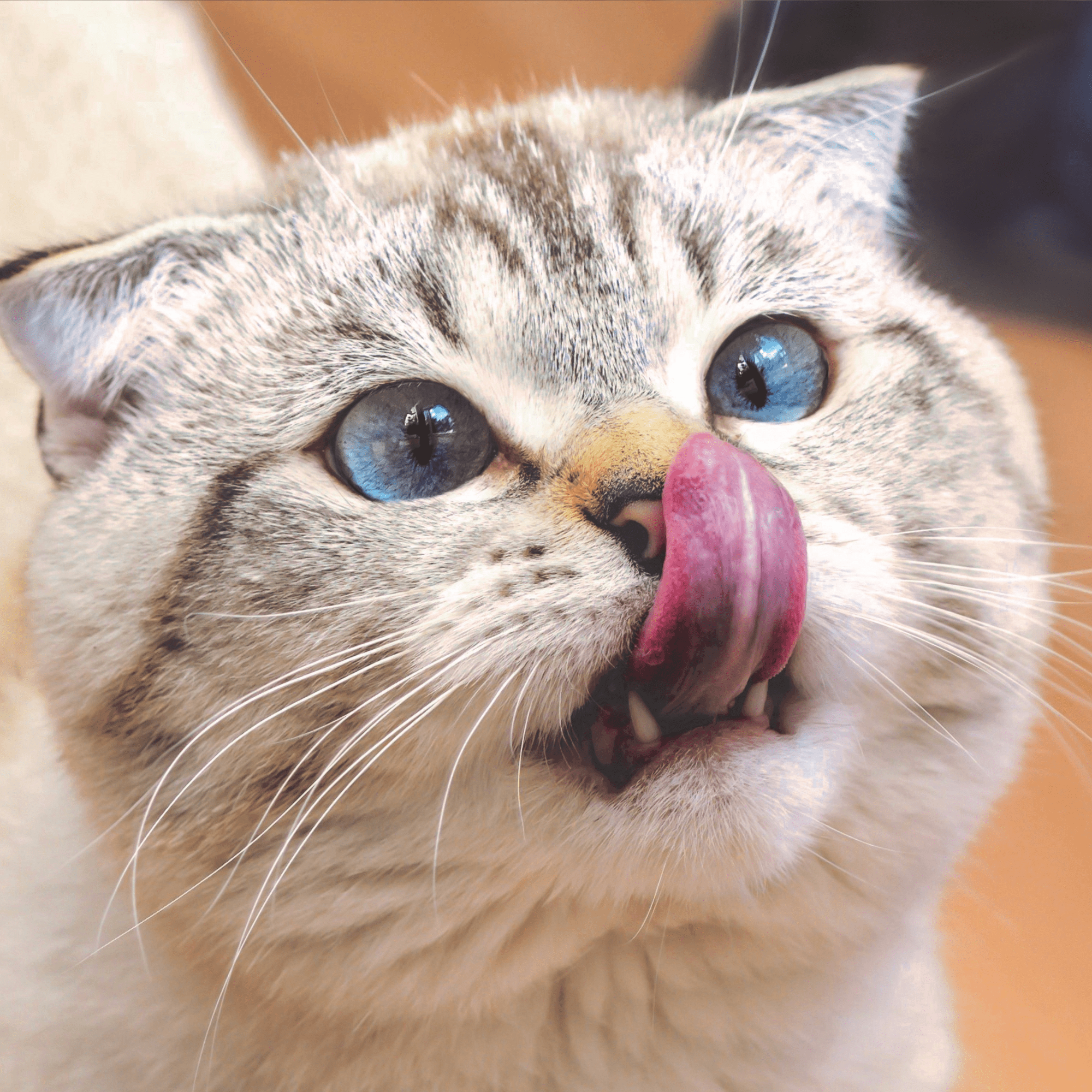 Fancy Feast Petites | Chicken Rice, Ocean Whitefish Tomato, Salmon Spinach | 2 Each | MerlinsMart Zine & Catnip Toy