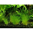 thumbnail image 1 of Plantas acuáticas de acuario: Eleocharis parvula, ramo de hierba enana, 1 of 1