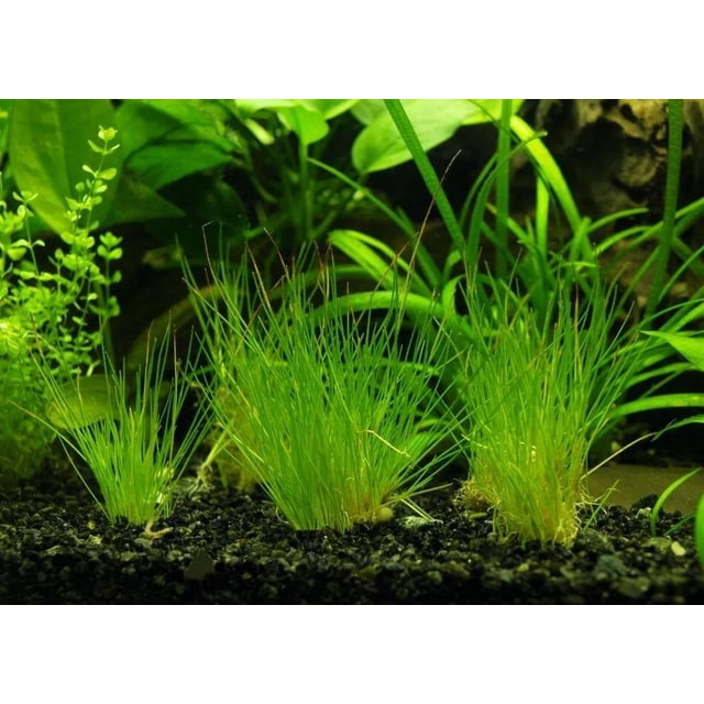 Plantas acuáticas de acuario: Eleocharis parvula, ramo de hierba enana