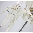 thumbnail image 4 of PreAsion Human Skeleton Model Medical Anatomical Model Life Size Height 170cm for Anatomy Teaching and Studying, 4 of 5